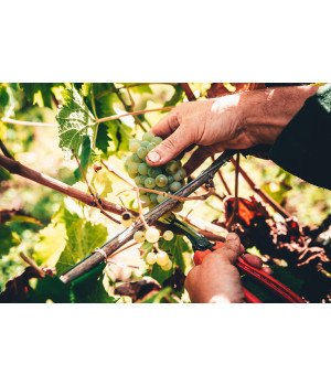 Un petit film sur les vendanges à la Rebellerie